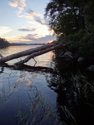 logs along lake shoreline