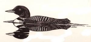 drawing of loon