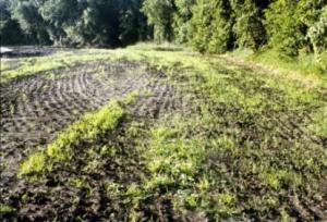 Native seeding after several weeks of growth