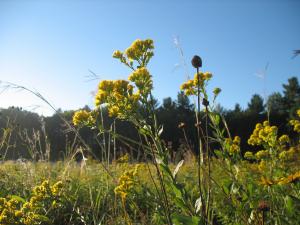 Stiff Goldenrod, a prairie forb