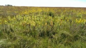 Tallgrass prairie