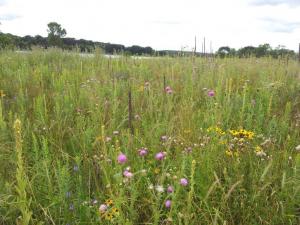 Thistles growing in a native grass/forb planting