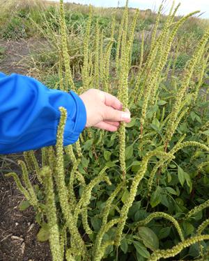 Palmer Amaranth