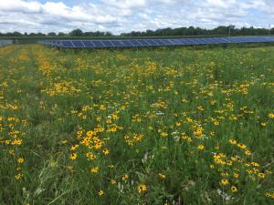 vegetated buffer around solar arrays
