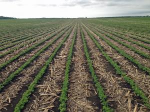 field showing conservation tillage practices
