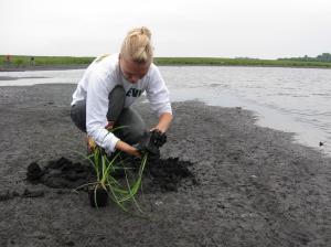 Installing containerized plants in a wetland