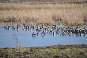 Shorebirds wading in a restored wetland