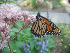 Monarch Butterfly on Joe-Pye Weed