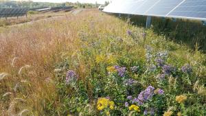 Diverse habitat surrounding solar project.