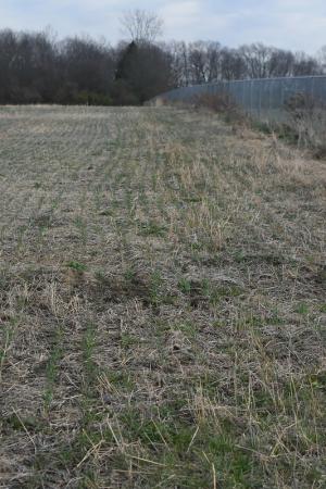 Emerging cereal rye cover crop
