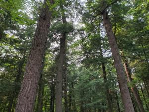 forest