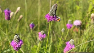 purple prairie flower