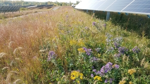 Solar panel surrounded by native plants