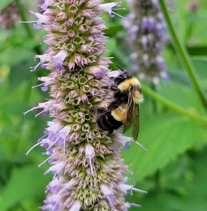 A bumble bee on a flower spike