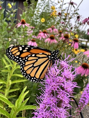 A monarch butterfly on a flower spike