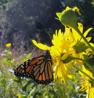 A monarch on a flower