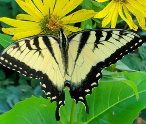 A swallowtail butterfly on a flower