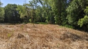 Image of removed phragmites