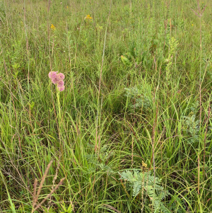 Restored Prairie