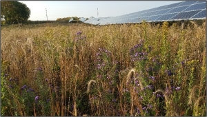 Solar project with prairie vegetation