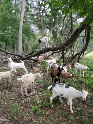Goats grazing in a wooded area