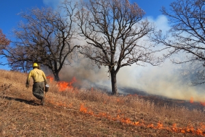 A worker applies a prescribed burn to an oak savanna.