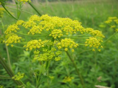 yellow invasive plant