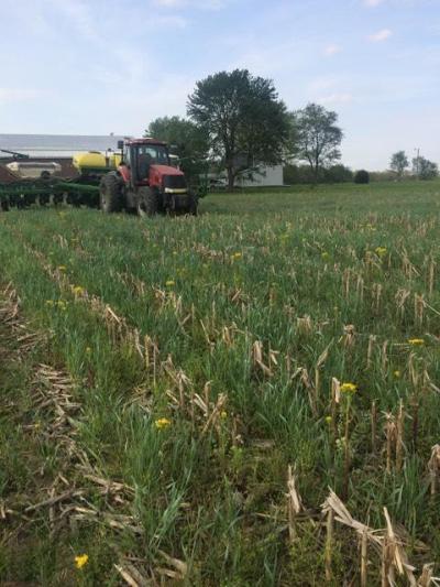 planting soybeans into a living cover crop