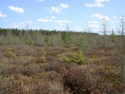 open bog example (wetland type 8A)