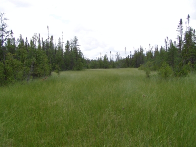 Spring fen channel at the Pine Creek Peatland SNA