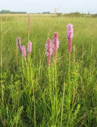 Liatris in prairie