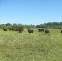 Cows grazing 