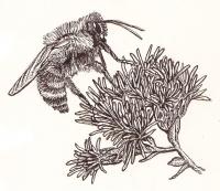 sketch of bumblebee on flowers