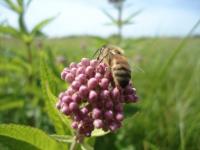 Bee on swamp milkweed