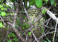 Buckthorn