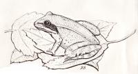 drawing of frog on leaves