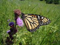 Monarch on blazing star