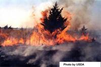 Eastern red cedar in prescribed fire