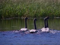 swans on wild rice easement