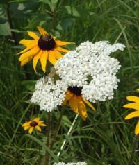Yarrow and Black-eyed Susan