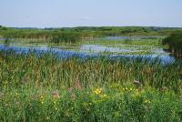 Restored deep marsh with native vegetation in foreground