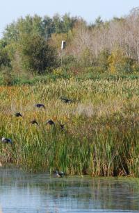 Ducks landing at a restored wetland