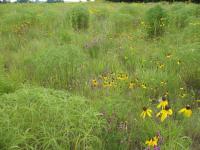 Restored grassland with wildflowers
