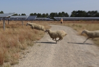 Sheep in a solar panel field