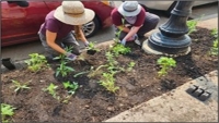 People planting native plant plugs in an urban area.