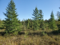 Peatland plant community