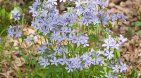 Wild blue phlox