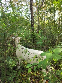 goat eating buckthorn