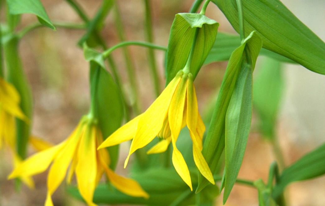March 2019 Featured Plant | MN Board of Water, Soil Resources