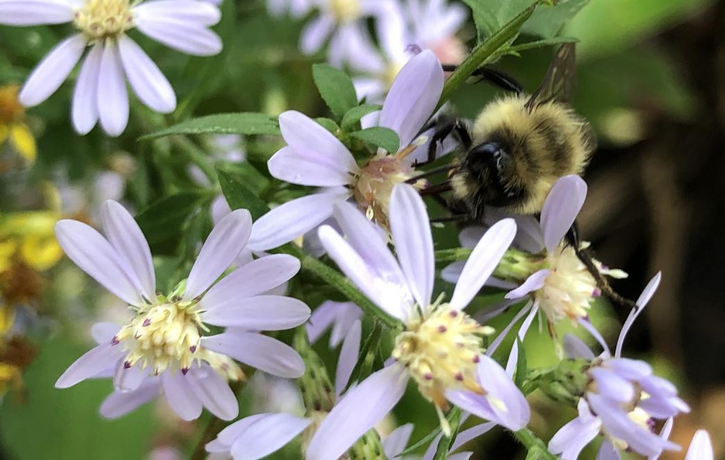 calico aster